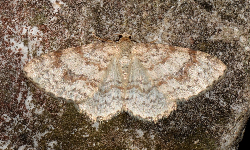 Hydrelia sylvata